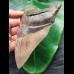 14.5 cm impressive tooth of the megalodon from the Ashepoo River