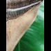 14.5 cm impressive tooth of the megalodon from the Ashepoo River
