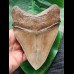 14.5 cm impressive tooth of the megalodon from the Ashepoo River