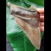 14.5 cm impressive tooth of the megalodon from the Ashepoo River