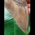 14.5 cm impressive tooth of the megalodon from the Ashepoo River