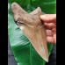 14.5 cm impressive tooth of the megalodon from the Ashepoo River