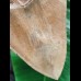14.5 cm impressive tooth of the megalodon from the Ashepoo River