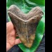 14.9 cm fantastic dark brown tooth of the Megalodon