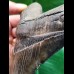 14.9 cm fantastic dark brown tooth of the Megalodon