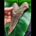 14.9 cm fantastic dark brown tooth of the Megalodon