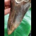 14.9 cm fantastic dark brown tooth of the Megalodon