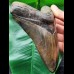 14.9 cm fantastic dark brown tooth of the Megalodon