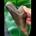 14.9 cm fantastic dark brown tooth of the Megalodon