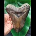 14.9 cm fantastic dark brown tooth of the Megalodon