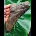 14.9 cm fantastic dark brown tooth of the Megalodon