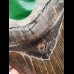 14.9 cm fantastic dark brown tooth of the Megalodon