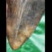 14.9 cm fantastic dark brown tooth of the Megalodon