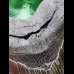 16,4 cm sehr großer schwarzer Zahn des Megalodon aus South Carolina