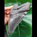 16,4 cm sehr großer schwarzer Zahn des Megalodon aus South Carolina