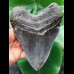 16,4 cm sehr großer schwarzer Zahn des Megalodon aus South Carolina