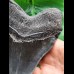 16,4 cm sehr großer schwarzer Zahn des Megalodon aus South Carolina