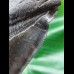 16,4 cm sehr großer schwarzer Zahn des Megalodon aus South Carolina