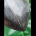 16,4 cm sehr großer schwarzer Zahn des Megalodon aus South Carolina