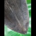 16,4 cm sehr großer schwarzer Zahn des Megalodon aus South Carolina