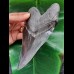 16,4 cm sehr großer schwarzer Zahn des Megalodon aus South Carolina