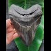 16,4 cm sehr großer schwarzer Zahn des Megalodon aus South Carolina