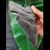 16,4 cm sehr großer schwarzer Zahn des Megalodon aus South Carolina