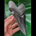 16,4 cm sehr großer schwarzer Zahn des Megalodon aus South Carolina