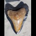 16,4 cm sehr großer schwarzer Zahn des Megalodon aus South Carolina