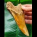 12.7 cm tooth of Megalodon from Indonesia with orange enamel