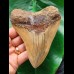 12,4 cm Zahn des Megalodon aus Indonesien mit hellem Zahnschmelz