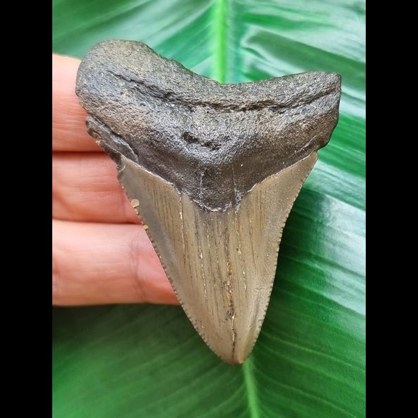 6.2 cm grey-brown tooth of the Megalodon