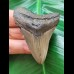6.2 cm grey-brown tooth of the Megalodon