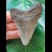 6.2 cm grey-brown tooth of the Megalodon