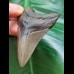 6.2 cm grey-brown tooth of the Megalodon