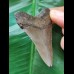 6.2 cm grey-brown tooth of the Megalodon