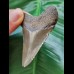 6.2 cm grey-brown tooth of the Megalodon