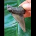 5,8 cm dolchförmiger grauer Zahn des Megalodon