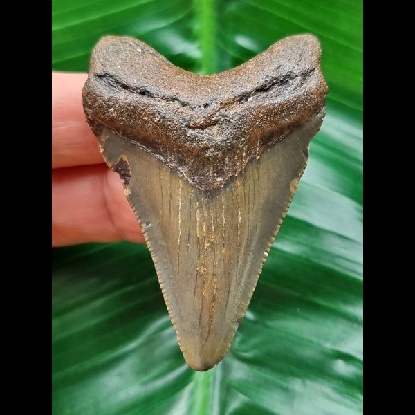 5.9 cm dagger-shaped tooth of the Megalodon