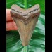 5.9 cm dagger-shaped tooth of the Megalodon