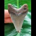 5.9 cm dagger-shaped tooth of the Megalodon