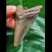 5.9 cm dagger-shaped tooth of the Megalodon