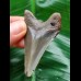 5.9 cm dagger-shaped tooth of the Megalodon