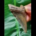 5.9 cm dagger-shaped tooth of the Megalodon