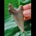 5.9 cm dagger-shaped tooth of the Megalodon