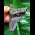 4,9 cm blauer dunkler Zahn des Megalodon