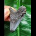 4,9 cm blauer dunkler Zahn des Megalodon