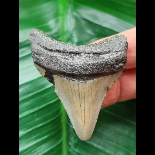 5.4 cm dagger-shaped tooth of the Megalodon