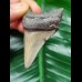 5.4 cm dagger-shaped tooth of the Megalodon