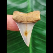 3,7 cm Mako - Hai Zahn mit blauem Zahnschmelz